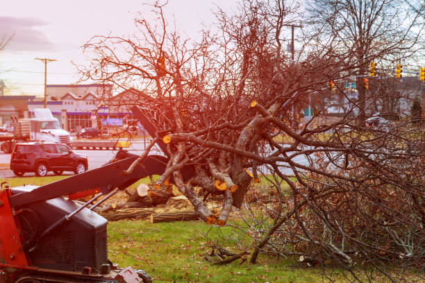 Trusted Louisville, OH Tree Care Experts