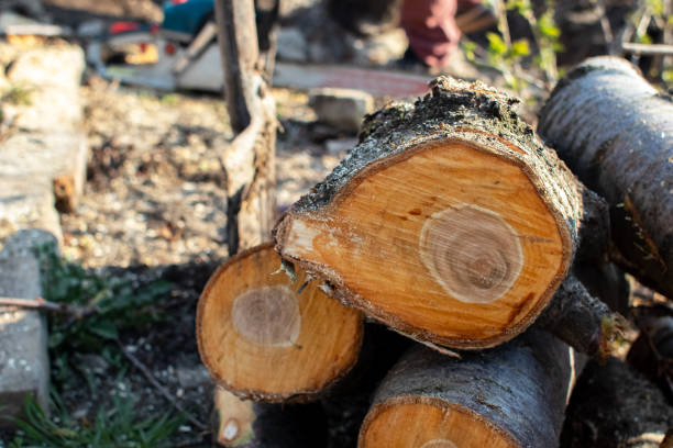 How Our Tree Care Process Works  in  Louisville, OH