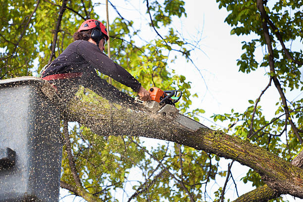 Lawn Drainage Solutions in Louisville, OH